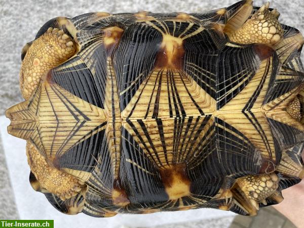Bild 4: 2 Strahlenschildkröten, Astrochelys Radiata zu verkaufen