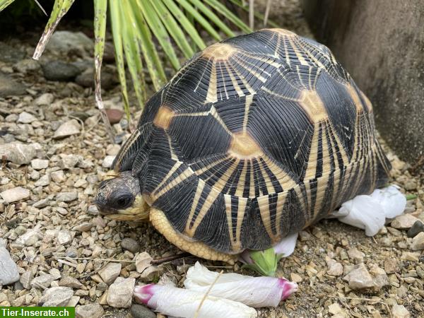Bild 5: 2 Strahlenschildkröten, Astrochelys Radiata zu verkaufen