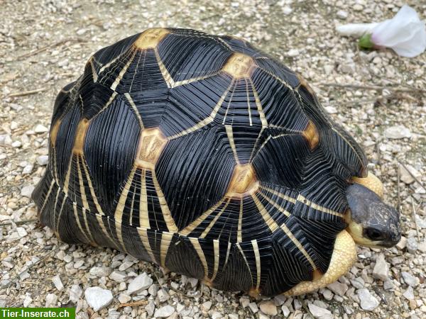 Bild 6: 2 Strahlenschildkröten, Astrochelys Radiata zu verkaufen
