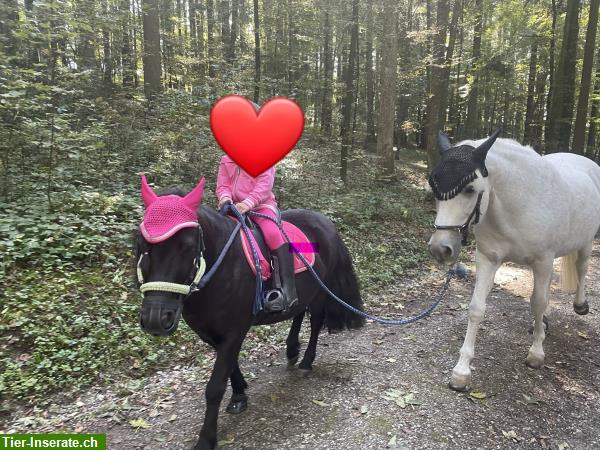 Bild 2: Spazierpferd und Pony suchen Beschäftigung, Brütten/Oberembrach