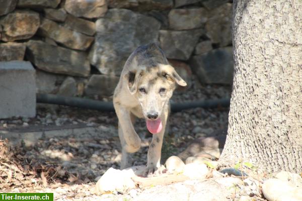 Bild 4: Raya, weiblicher Junghund, ca. 10 Monate, wird gerne geknuddelt