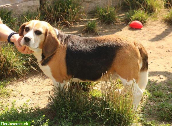 Bild 3: Mendy, charmante Beagle Hündin mit grossem Herzen, ca. 8.5-jährig