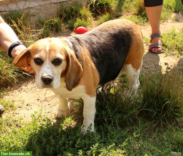 Bild 5: Mendy, charmante Beagle Hündin mit grossem Herzen, ca. 8.5-jährig