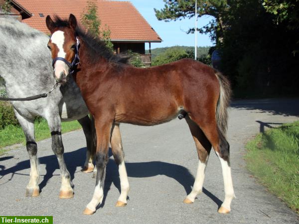 Bild 2: Welsh B Pony Hengstfohlen, sehr kinderlieb
