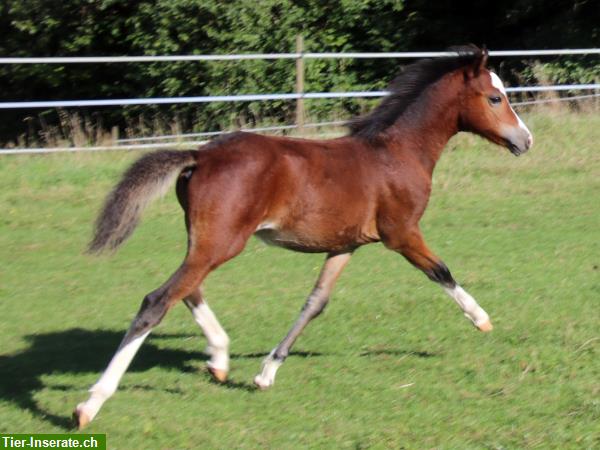 Bild 4: Welsh B Pony Hengstfohlen, sehr kinderlieb