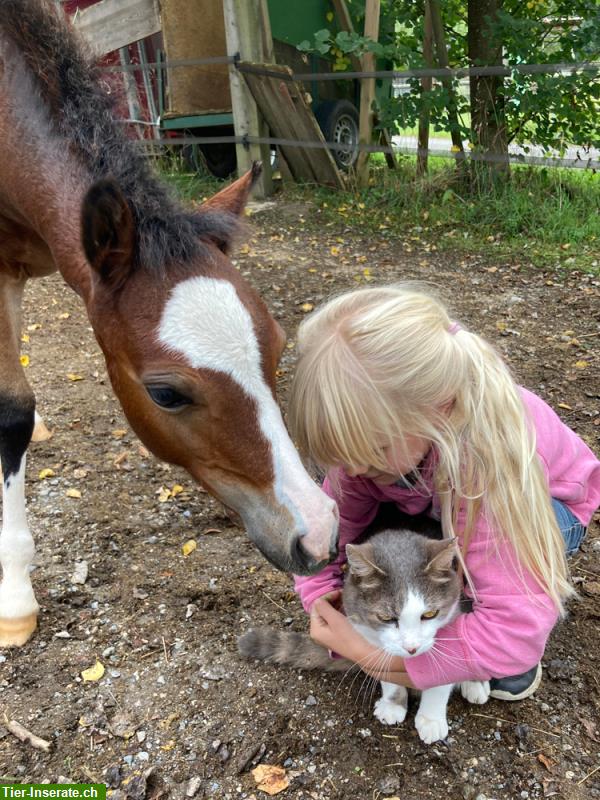 Bild 6: Welsh B Pony Hengstfohlen, sehr kinderlieb