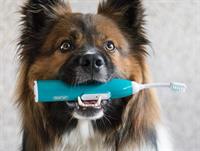 Workshop Zahnsteinentfernung für Hunde ohne Narkose