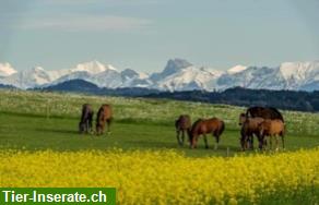 Bild 3: Pferde Paradies auf dem Wohleiberg. *Aktuell WARTELISTE* Besichtigung möglich