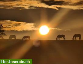 Bild 4: Pferde Paradies auf dem Wohleiberg. *Aktuell WARTELISTE* Besichtigung möglich