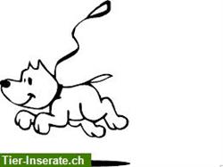 Biete Hundebetreuung für Senioren Hunde - Aargau