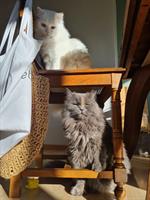 Mix Katzen Momo & Frida suchen liebevolles Zuhause