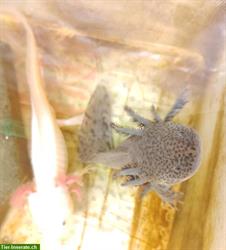 Axolotl w/m wild/copper/leucist 19-27cm abzugeben