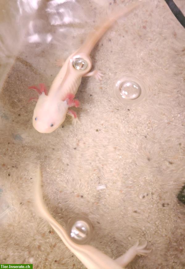 Bild 3: Axolotl w/m wild/copper/leucist 19-27cm abzugeben