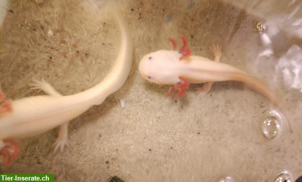 Bild 4: Axolotl w/m wild/copper/leucist 19-27cm abzugeben