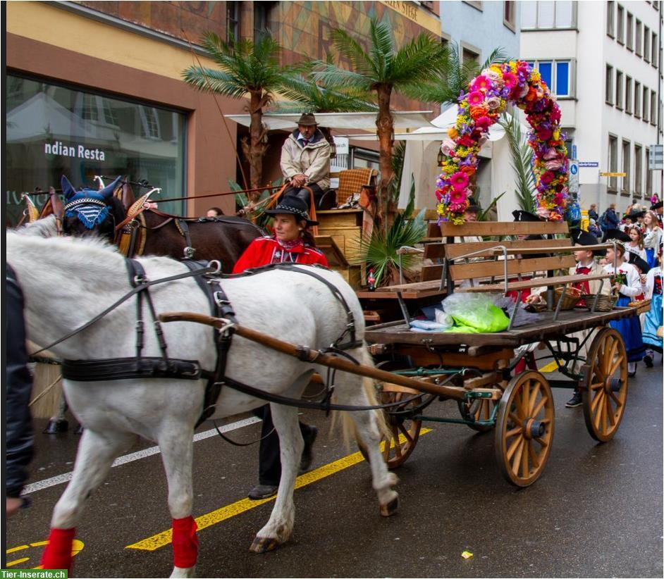 Bild 2: Suchen Pony für Ponywagen am Sechseläuten Zürich