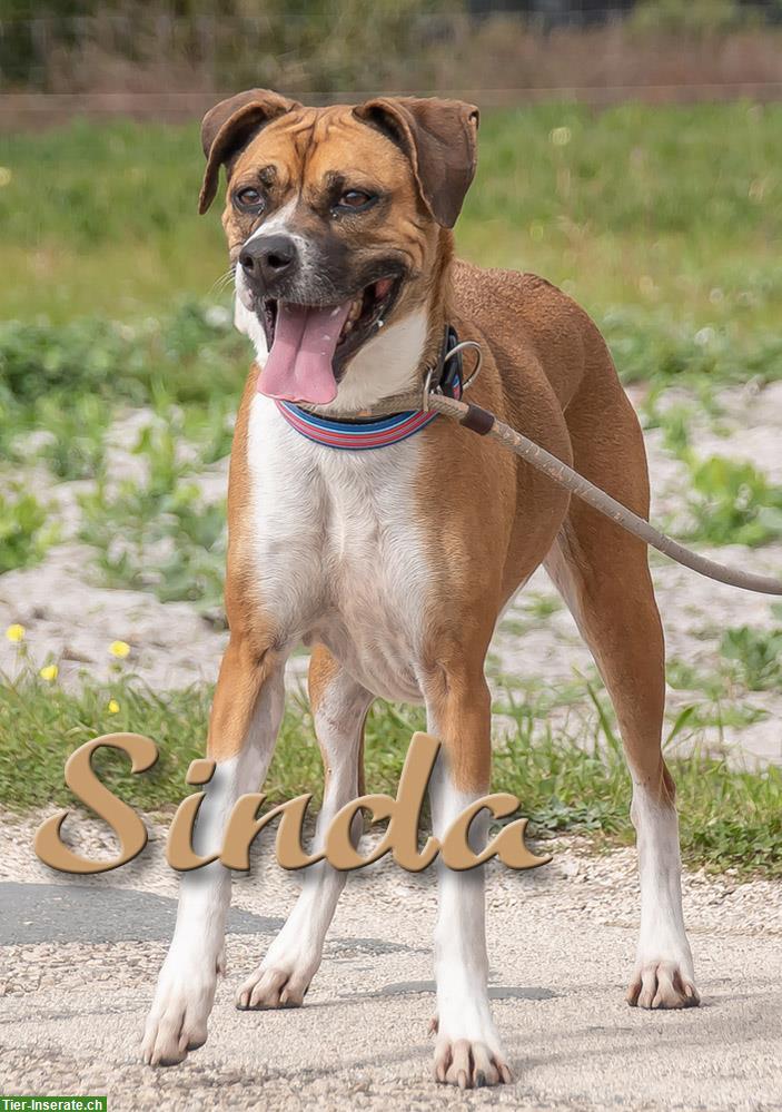 Bild 4: Boxer mix Hündin Sinda, eine temperamentvolle Hundedame!