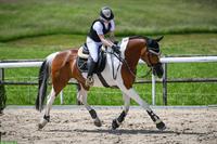 Reitbeteiligung für Sportpferd, Zürcher-Oberland