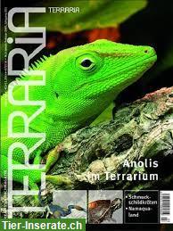 Suche Terraria Magazin Ausgabe Nr. 03 | Anolis im Terrarium