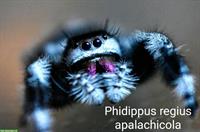 Phidippus regius apalachicola Springspinne abzugeben