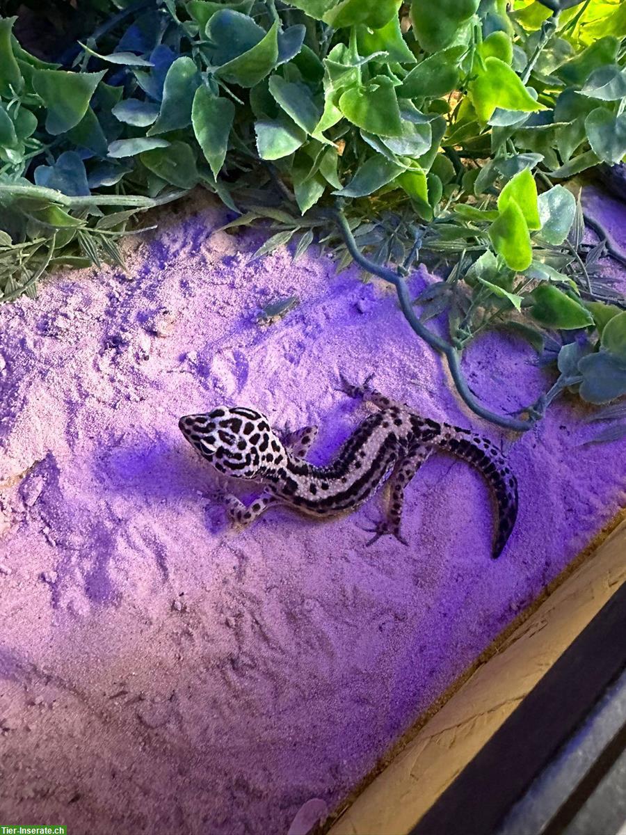 Bild 2: 2 Leopardgecko Weibchen mit Terrarium zu verkaufen