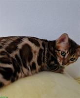 Sehr liebe Bengal Kitten in brown spotted tabby