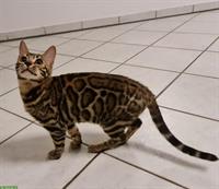 Liebe Bengal Katze brown spotted tabby, 7 Monate alt