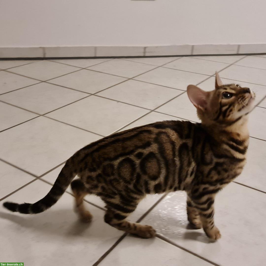 Bild 2: Liebe Bengal Katze brown spotted tabby, 7 Monate alt
