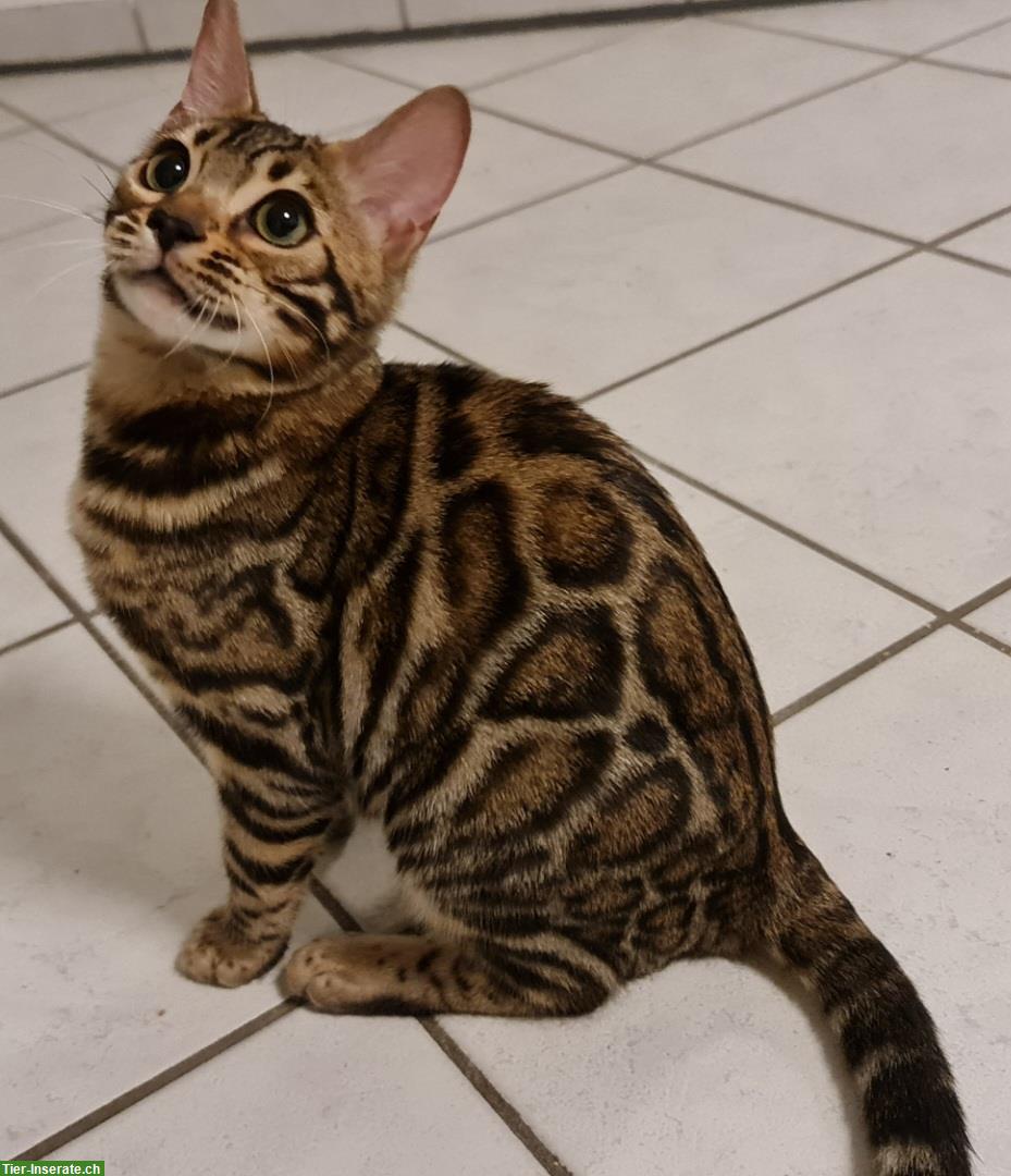 Bild 3: Liebe Bengal Katze brown spotted tabby, 7 Monate alt
