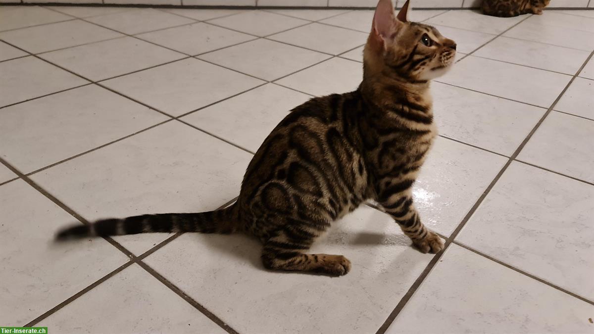 Bild 6: Liebe Bengal Katze brown spotted tabby, 7 Monate alt
