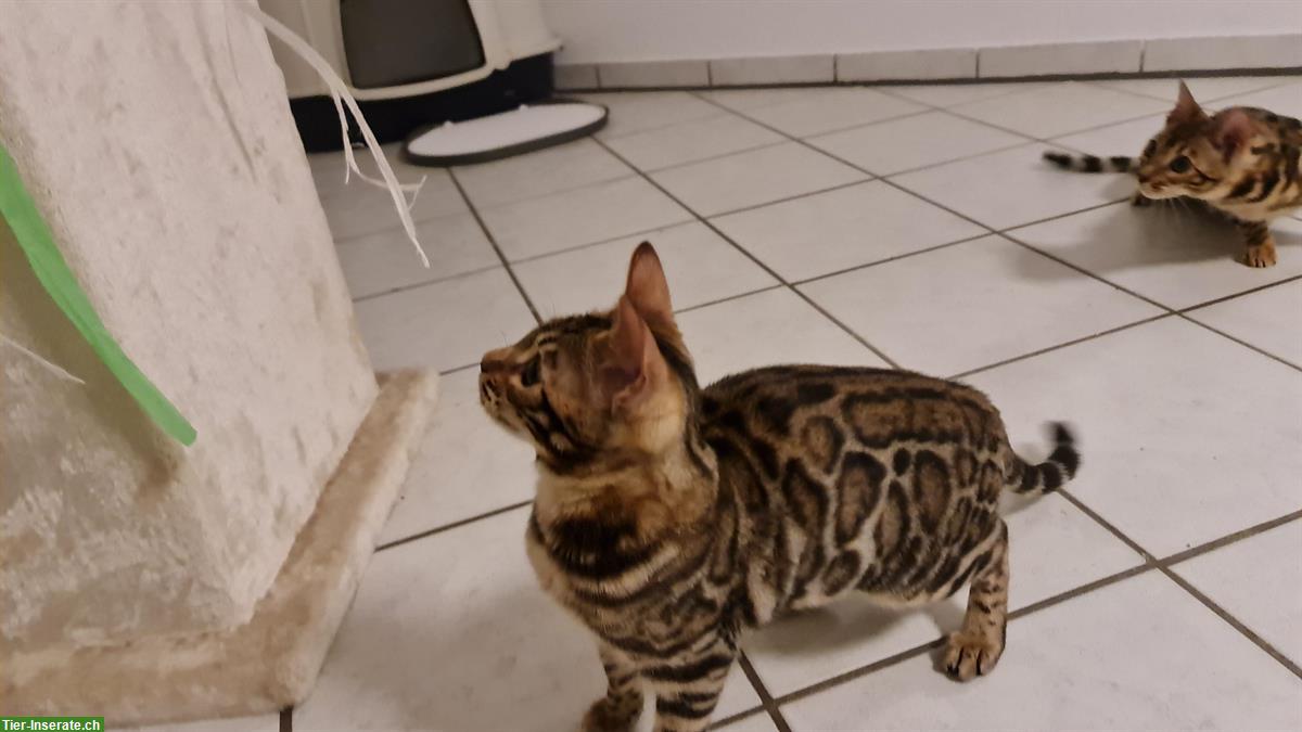 Bild 7: Liebe Bengal Katze brown spotted tabby, 7 Monate alt