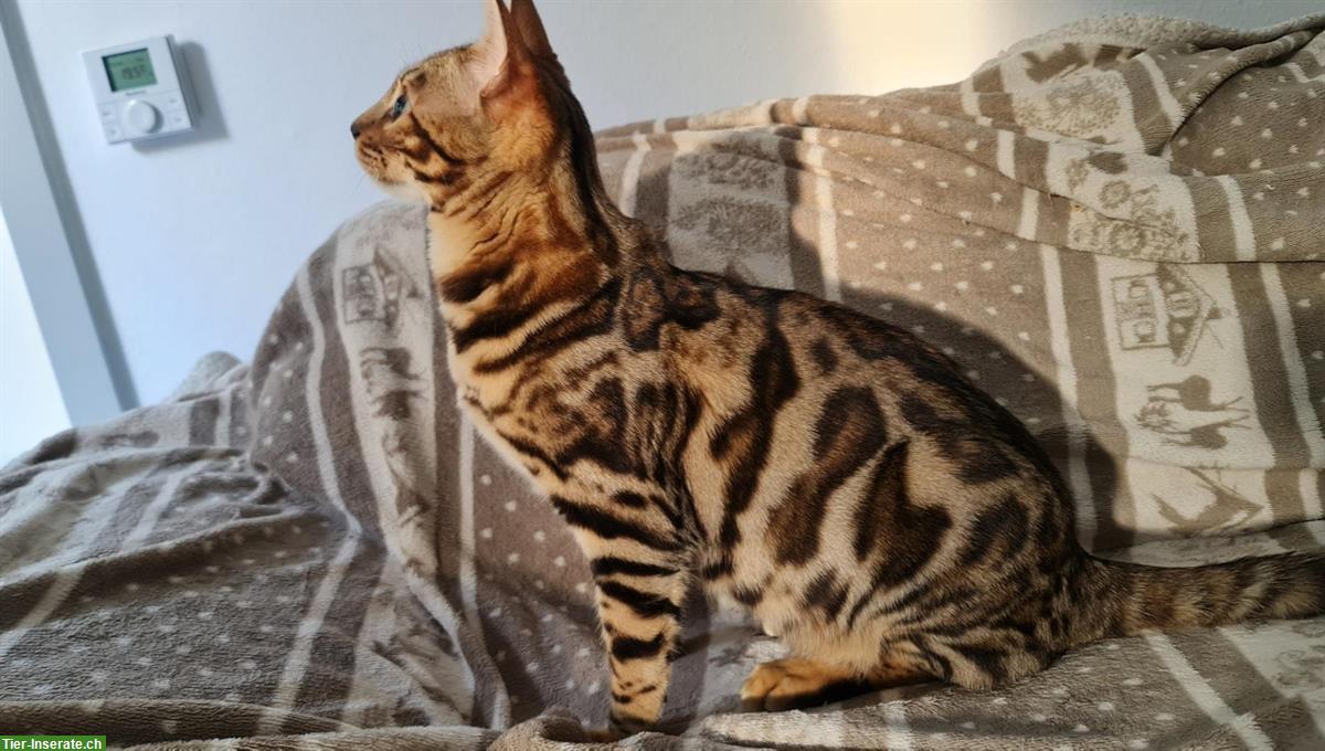 Bengal Kater in brown spotted tabby, 7 Monate alt
