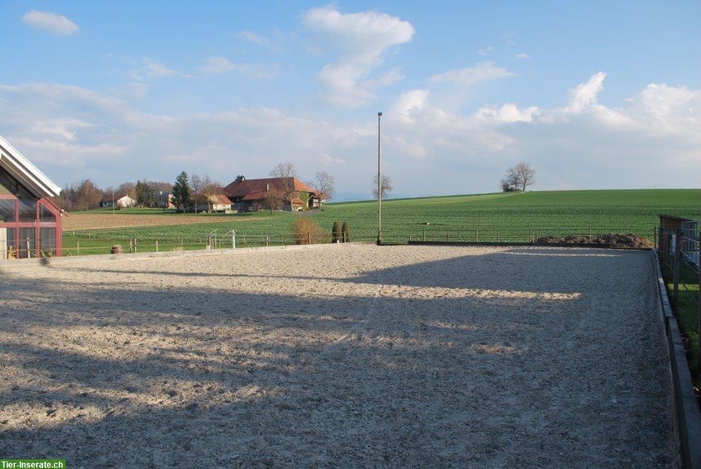 Bild 4: Pferde Plätze frei in Paddock Trail in Uttewil bei Bösingen, 20 Min. ab Bern
