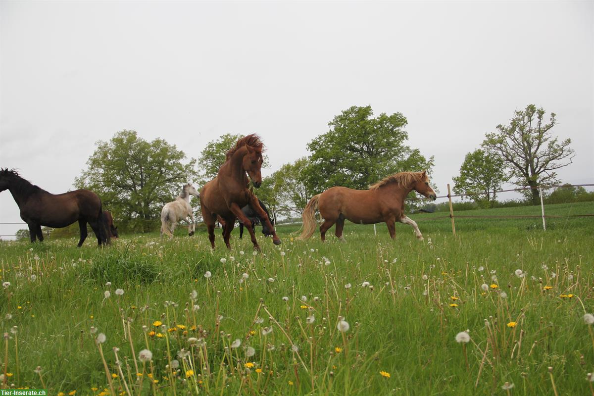 Bild 5: Pferde Plätze frei in Paddock Trail in Uttewil bei Bösingen, 20 Min. ab Bern