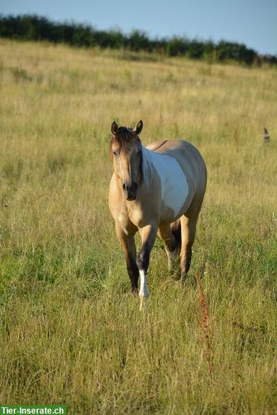 Bild 2: Hübsche Paint Horse Stute in Dunskin Tobiano