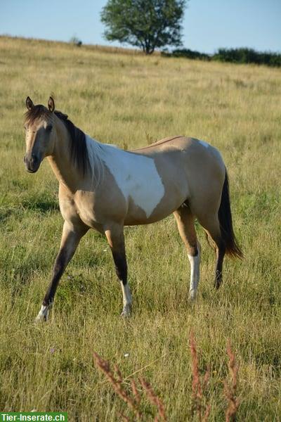Bild 3: Hübsche Paint Horse Stute in Dunskin Tobiano