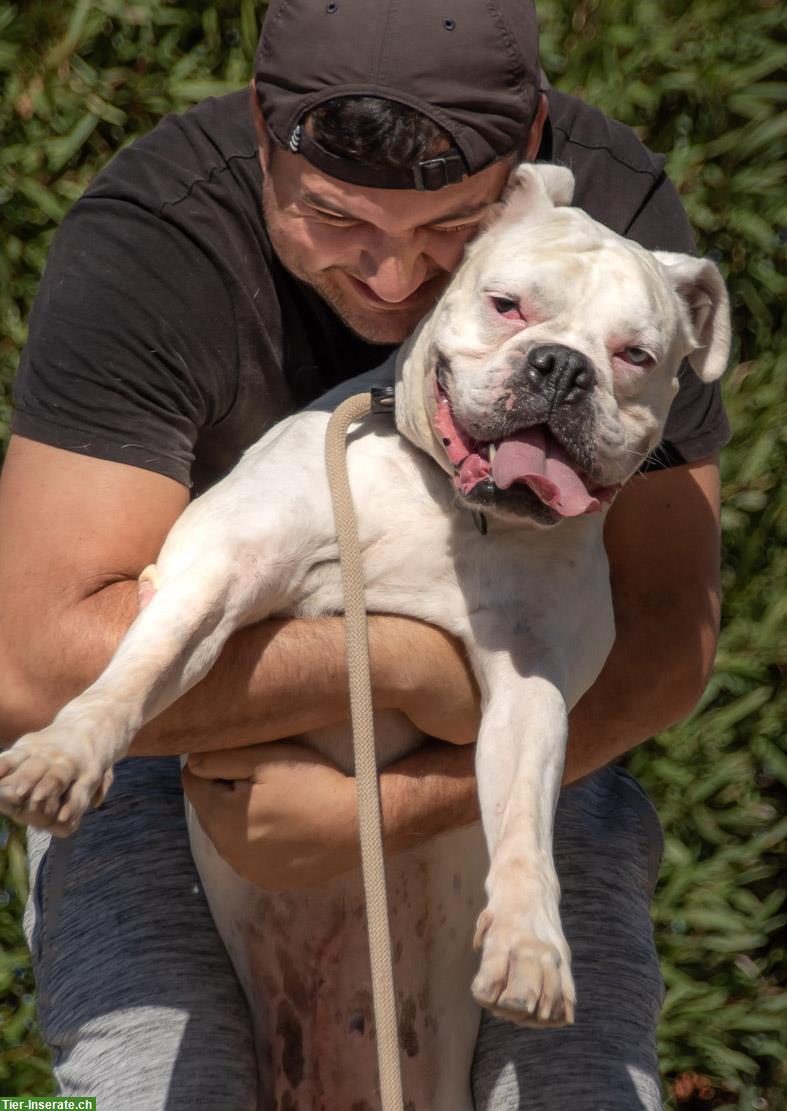Bild 4: Boxer Hündin Luna, eine liebenswerte Hundedame!