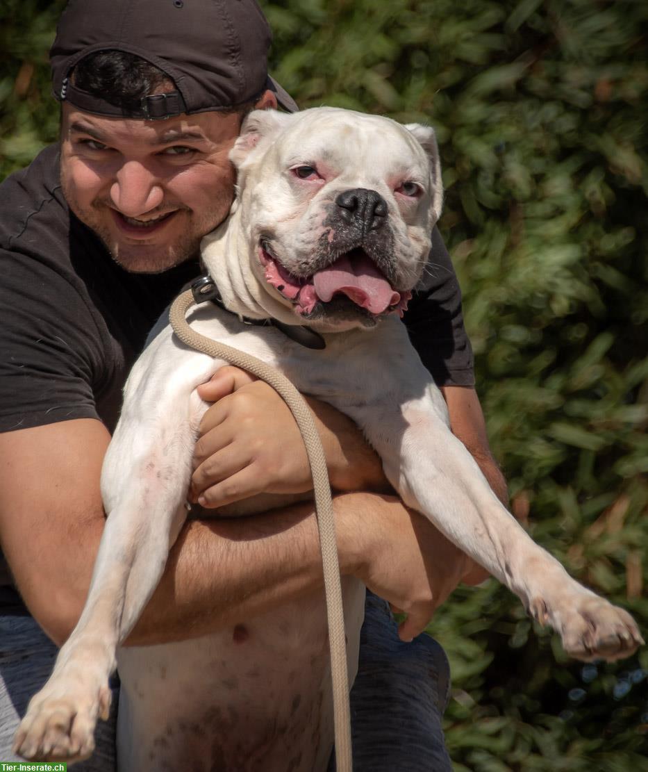 Bild 7: Boxer Hündin Luna, eine liebenswerte Hundedame!