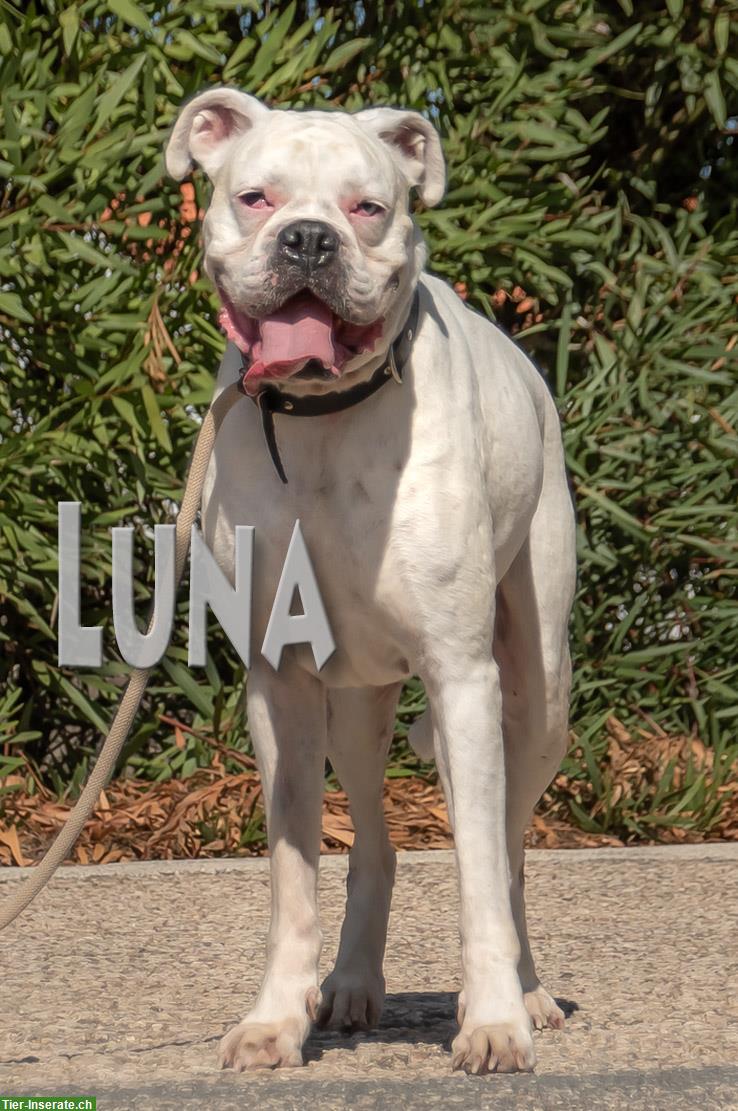 Bild 8: Boxer Hündin Luna, eine liebenswerte Hundedame!