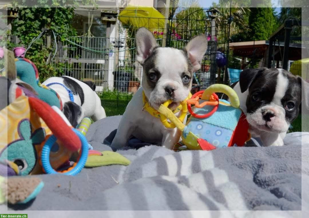 Bild 10: Französische Bulldoggen Welpen mit Ahnentafel aus Bayern