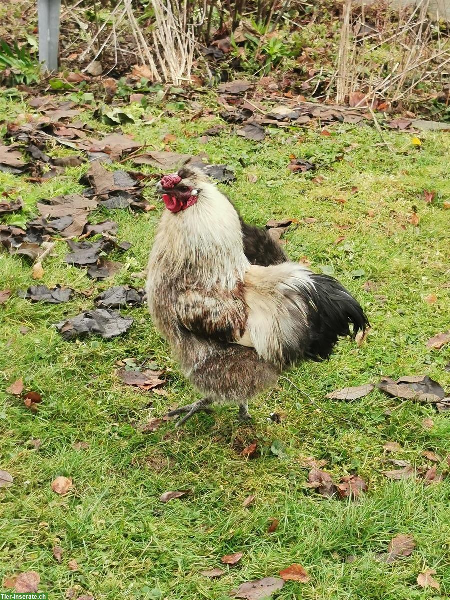 Bild 6: Junge wunderschöne Seidenhähne suchen neue Hühnerschar