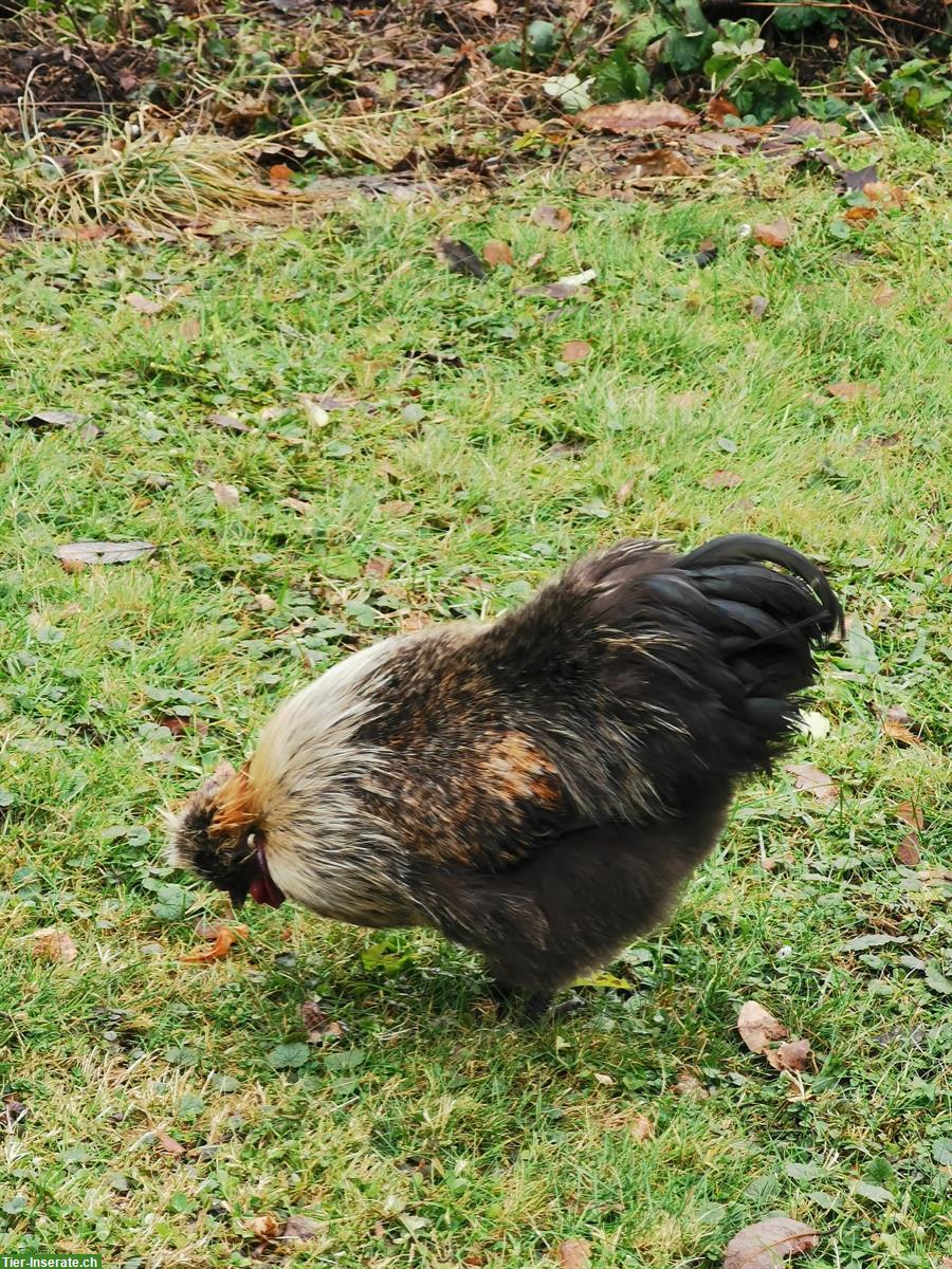 Bild 7: Junge wunderschöne Seidenhähne suchen neue Hühnerschar