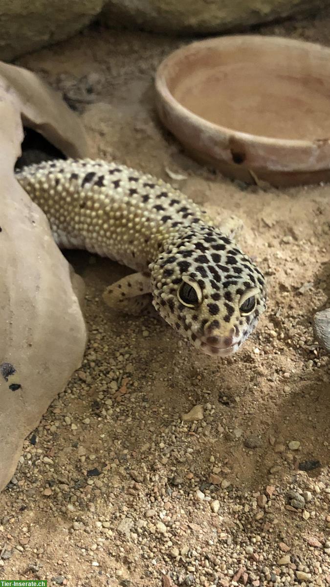 1.0 Leopardgecko aus CH-Nachzucht sucht neues Zuhause