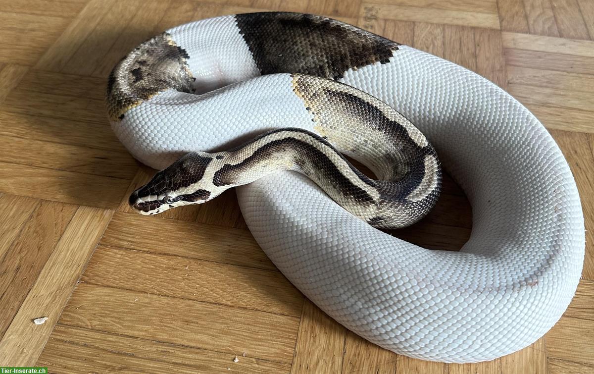 Bild 3: Python regius Pastel Pied Männchen