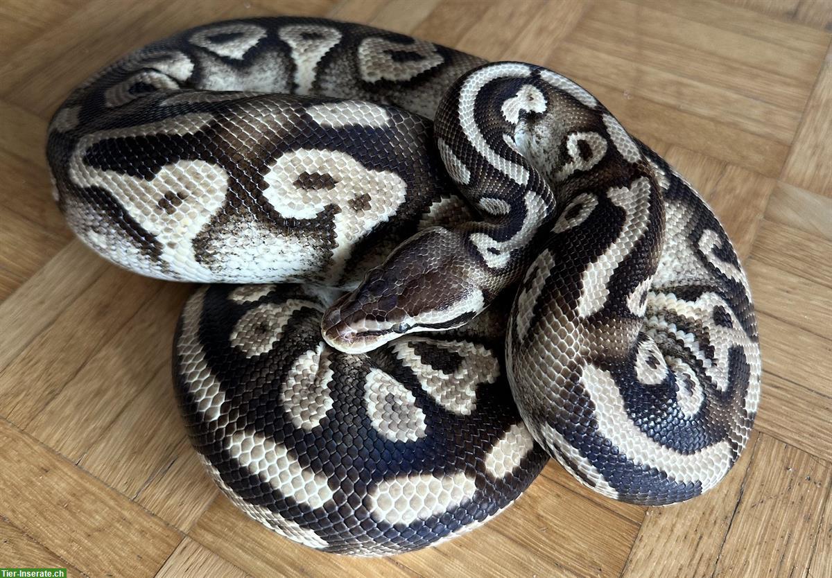 Bild 2: Python regius Pastel Phantom Yellow Belly Weibchen