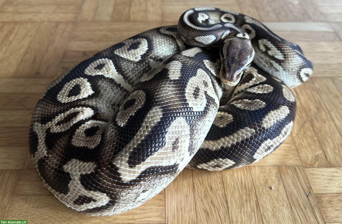 Bild 3: Python regius Pastel Phantom Yellow Belly Weibchen