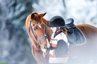 Fotoshooting mit deinem Pferd im Winter | Pferdeshooting