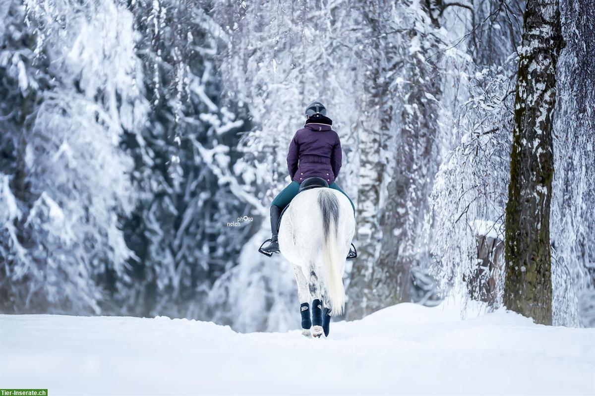 Bild 4: Fotoshooting mit deinem Pferd im Winter | Pferdeshooting