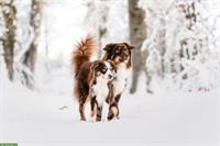 Fotoshooting mit deinem Hund im Winter | Hundeshooting