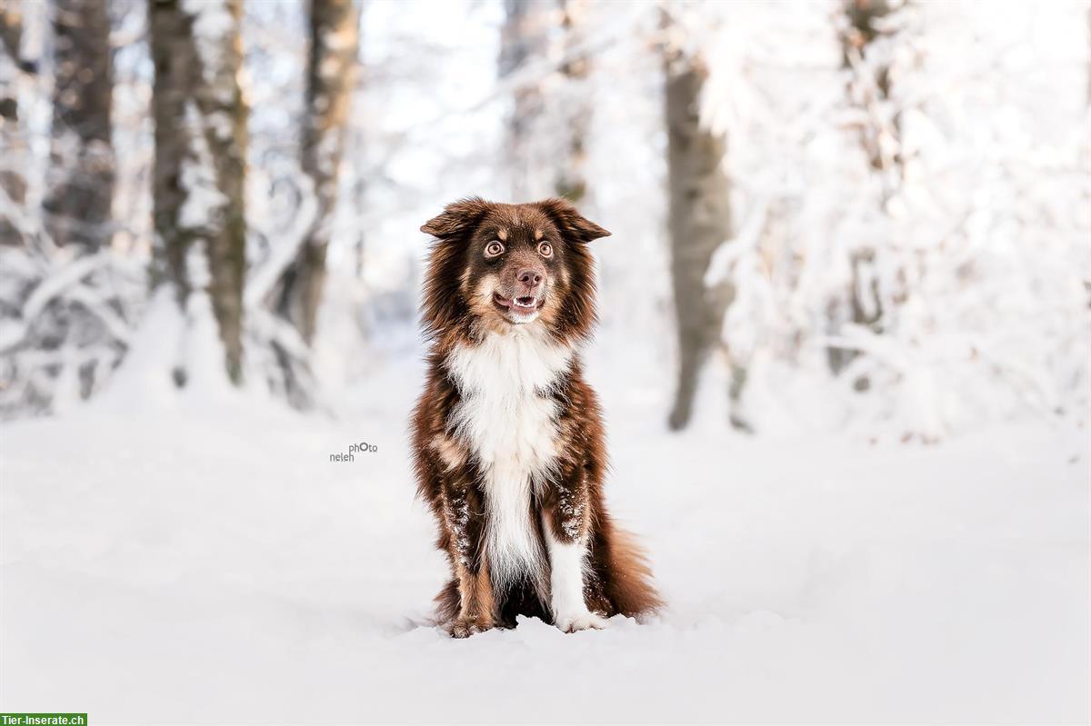 Bild 2: Fotoshooting mit deinem Hund im Winter | Hundeshooting