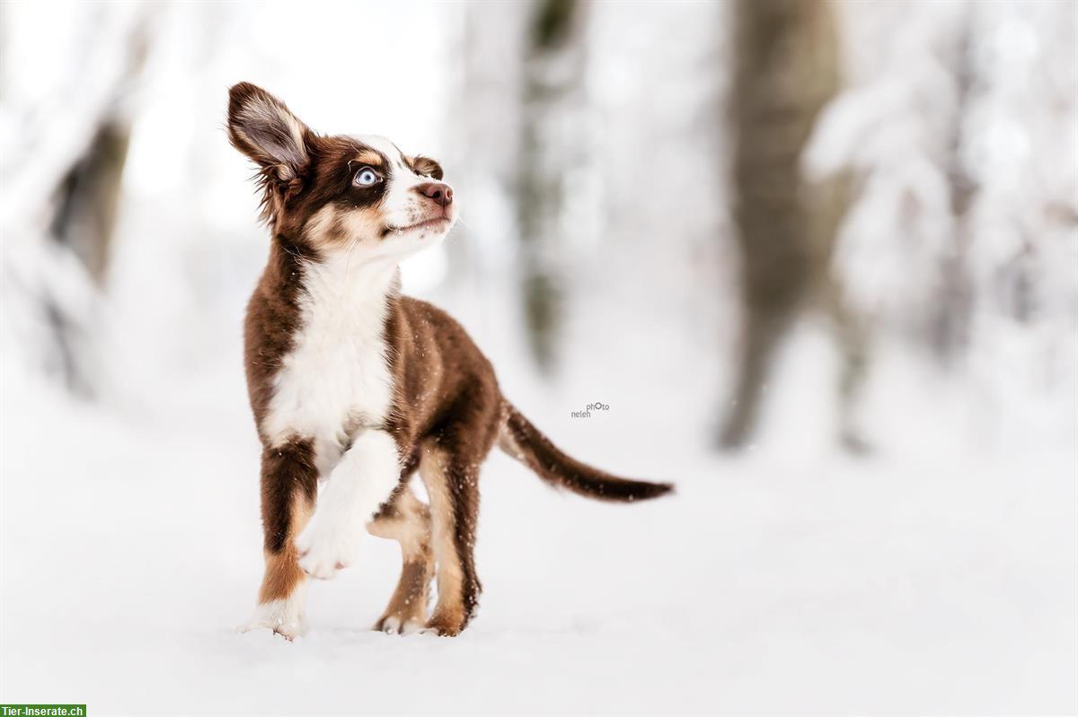 Bild 3: Fotoshooting mit deinem Hund im Winter | Hundeshooting